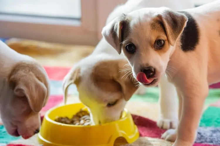 Can Puppies Eat Dry Food?