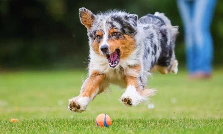 Do Aussies Like To Play Fetch?