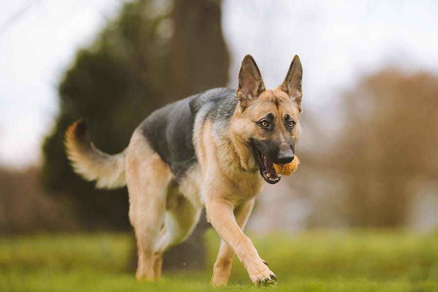 Best Tennis Ball Launcher For Dogs