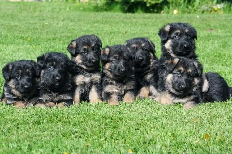 Choosing a Puppy