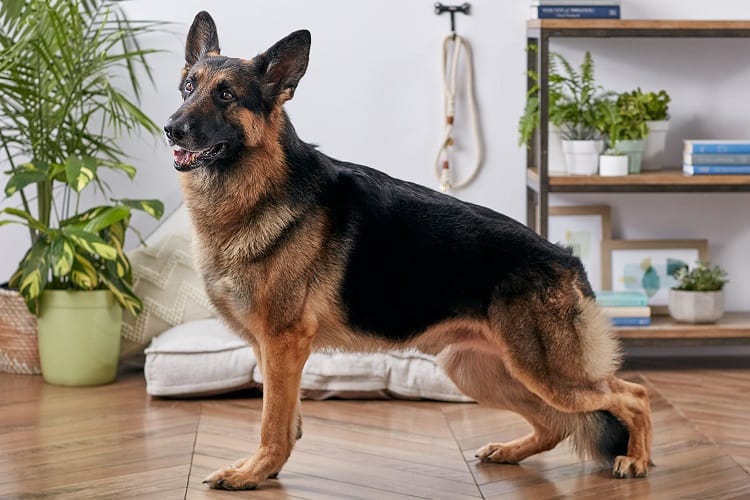 History of German Shepherd Breeding
