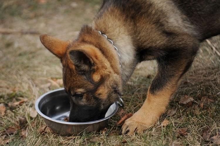 West German Shepherd Dietary Needs