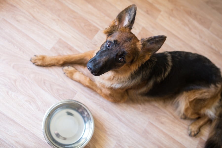 Why Does My Dog Only Eat Once A Day Anything German Shepherd