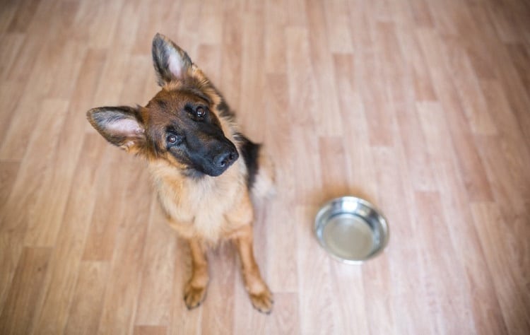 Dog stopped eating twice a day