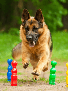 Best Games to Play with Your German Shepherd
