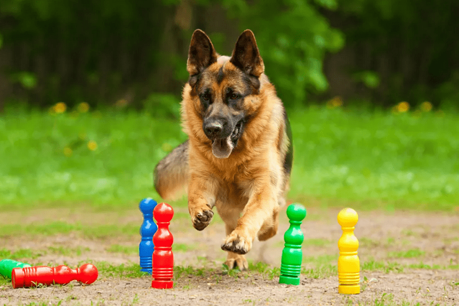 Best Games to Play with Your German Shepherd