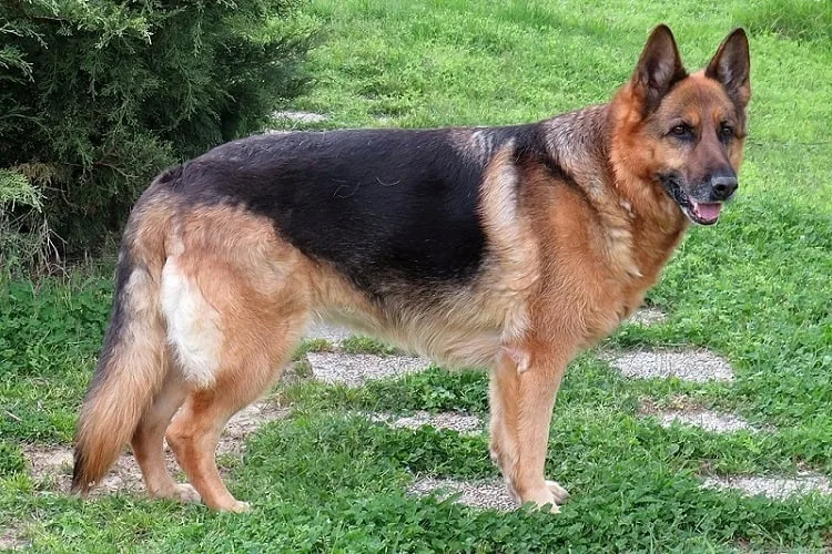 What to Do When Your German Shepherd Is Pregnant?