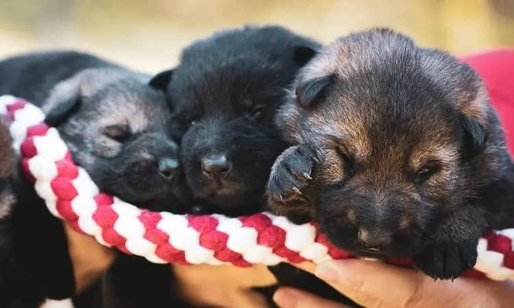 Early Puppy Care
