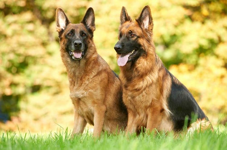 History of the West German Shepherd