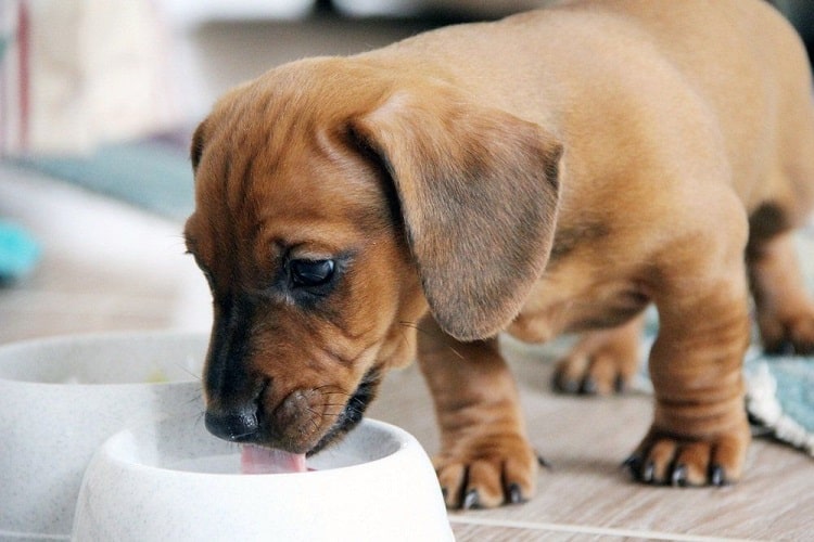 when should puppies stop drinking milk