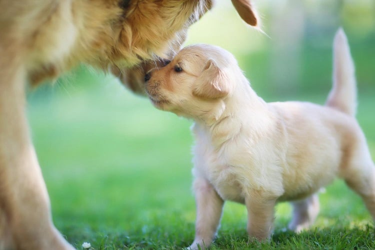 When to Start Weaning a Puppy?