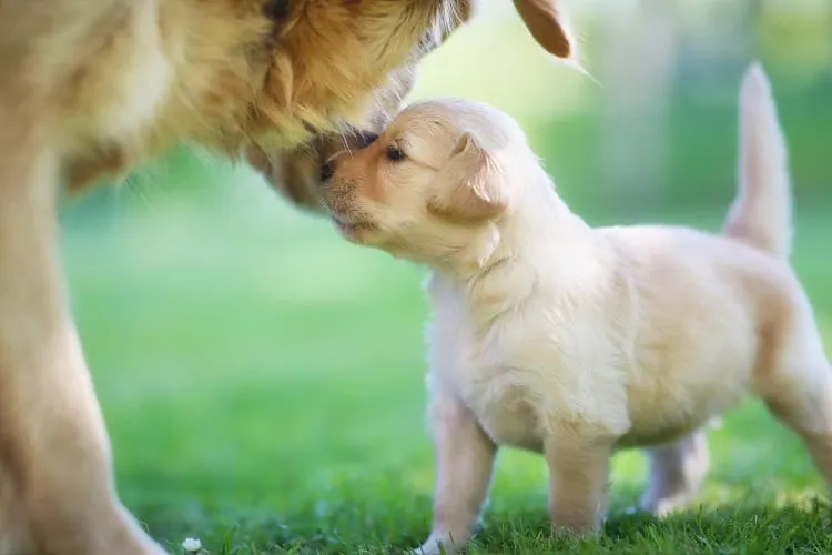 when should puppies stop drinking milk