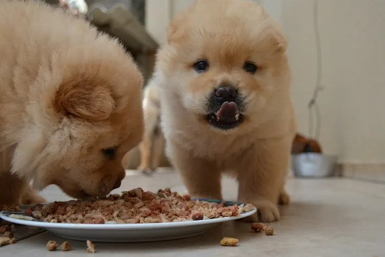 At What Age Should You Stop Soaking Puppy Food?
