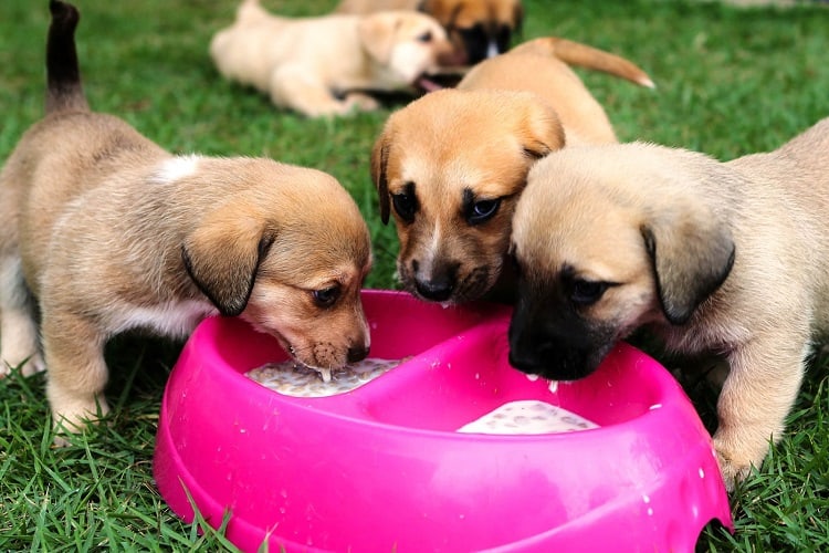 Why is Puppy Food Soaked?