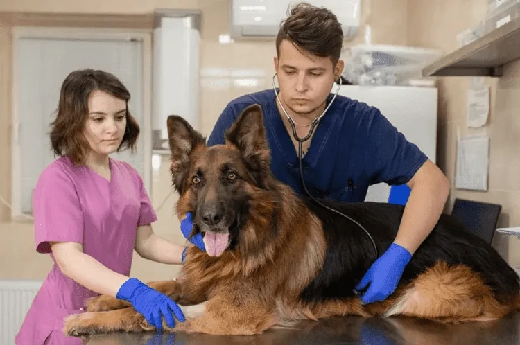 When to Breed German Shepherds?