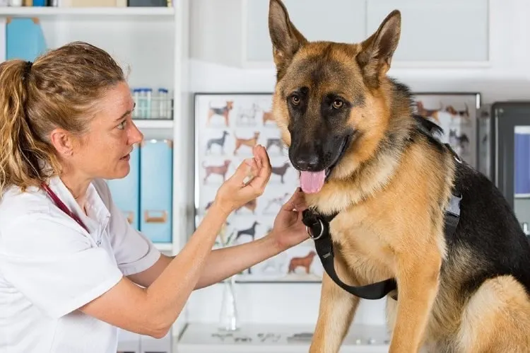 When Is It Time to Contact the Vet?