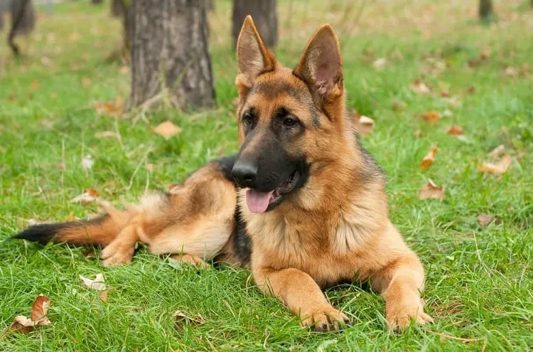 How Protective Are West German Shepherds?