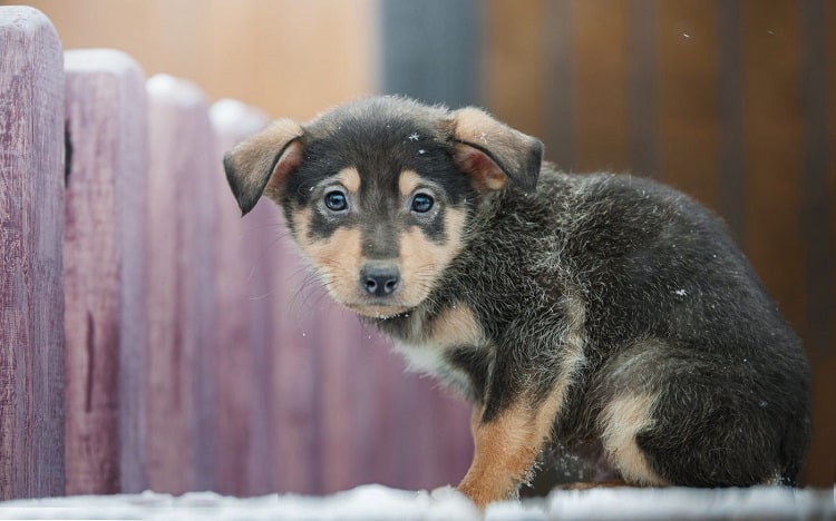 What Is Shaking Puppy Syndrome?