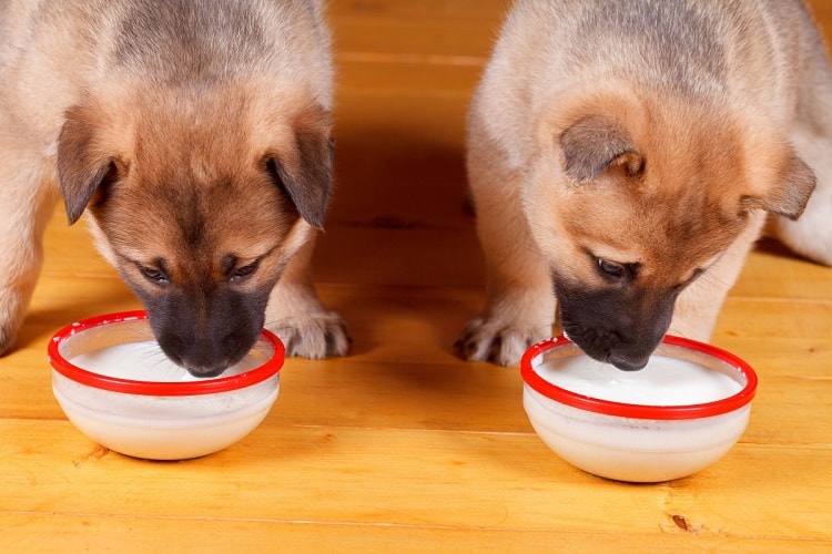 when should puppies stop drinking milk