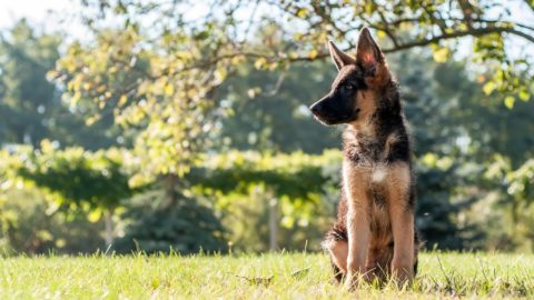 West German Shepherd