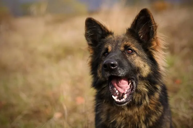 West German Shepherd GROOMING