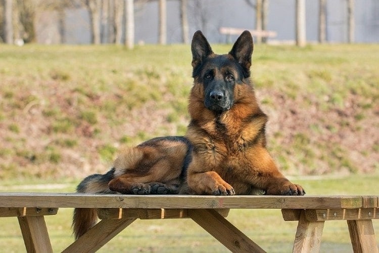 west german shepherd