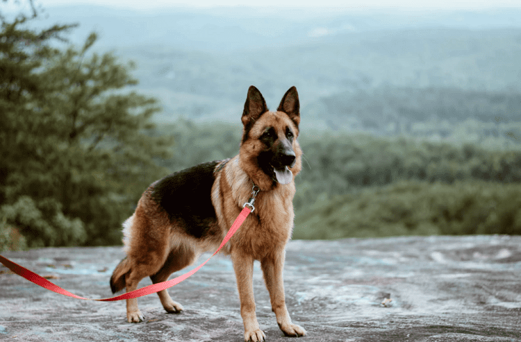 West German Shepherd Temperament