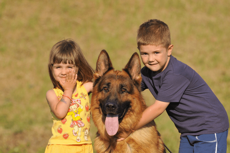 West German Shepherd as Family Pets