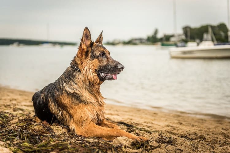 What Is a West German Shepherd?