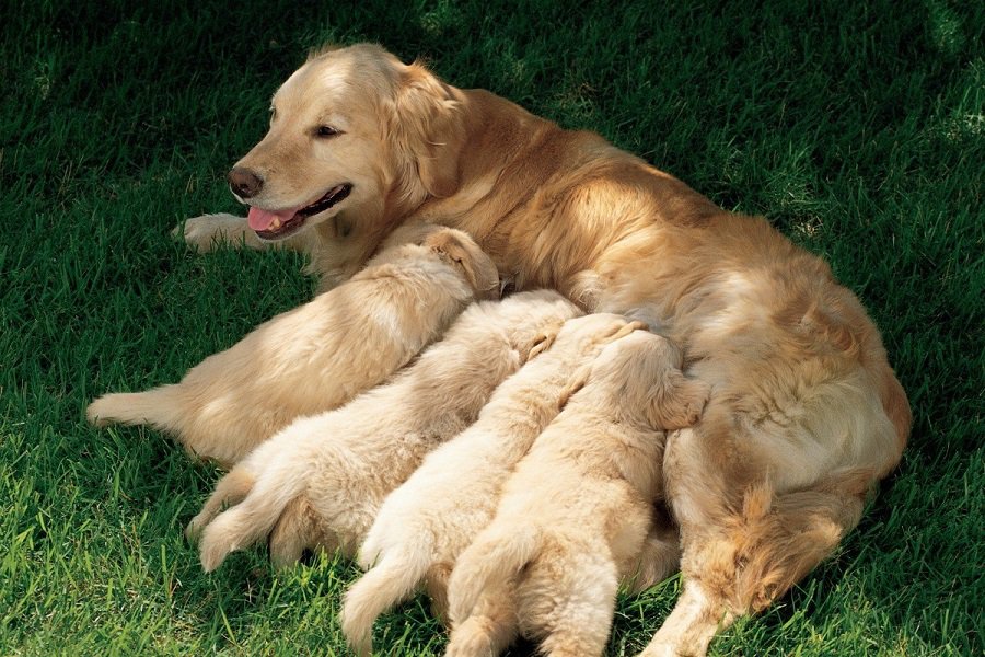 Three week puppies nursing