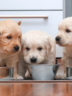 when should puppies stop drinking milk