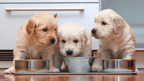 Three lab puppies aeting soaked food