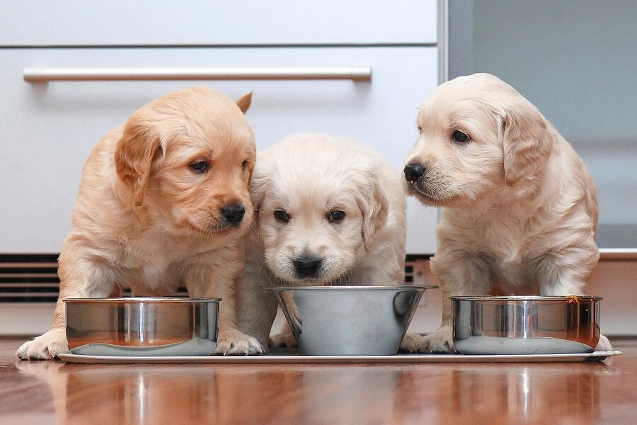 Three lab puppies aeting soaked food
