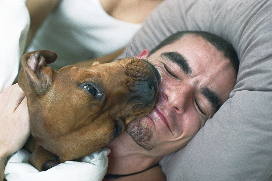 What Does It Mean When Dogs Lick Your Eyes