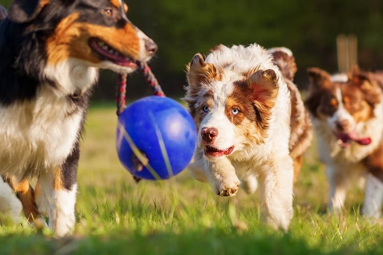 What To Consider When Purchasing A Toy For Your Australian Shepherd