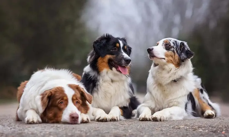 What Helps Australian Shepherds Stop Shedding?