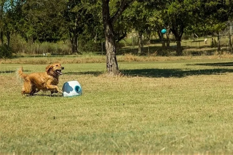 Are ball launchers good for dogs?