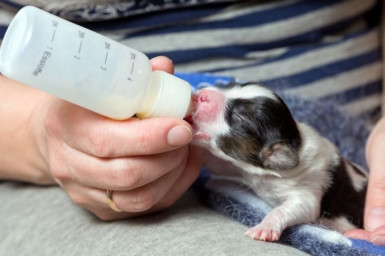 when should puppies stop drinking milk