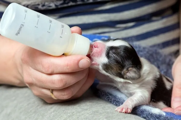 Weaning a Bottle-Fed Puppy