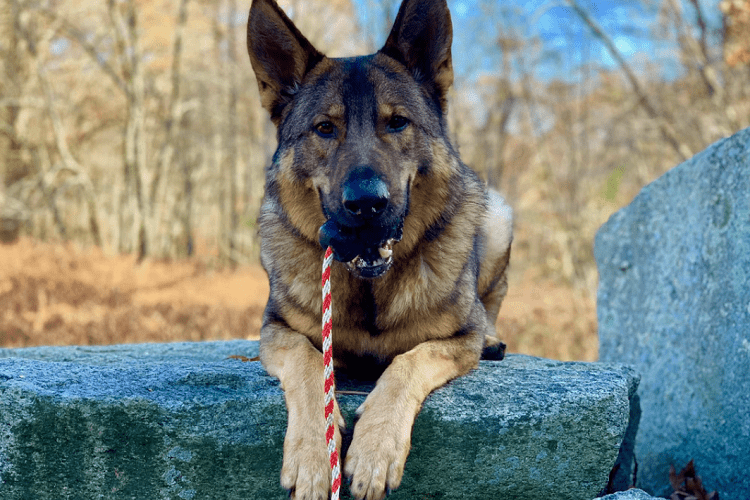 Fun Types of Tug Toy