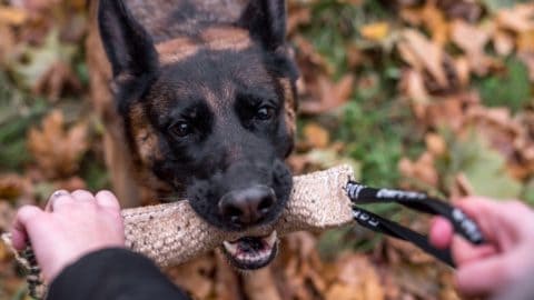 The Best Tug Toys For Dogs