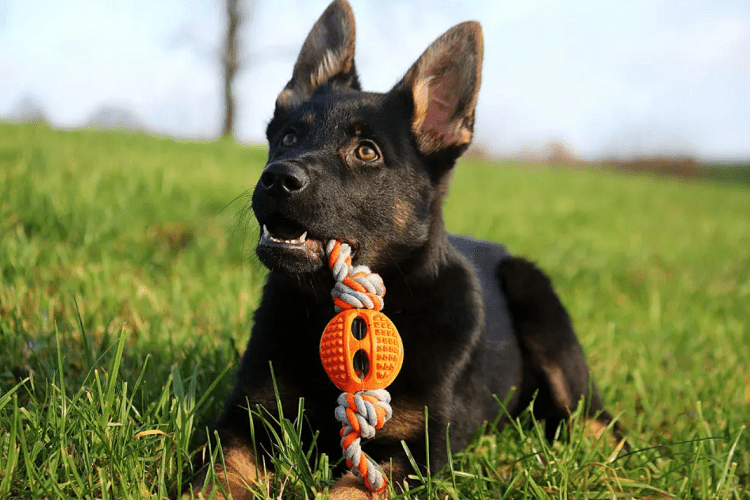 What Makes a Great Tug Toy?