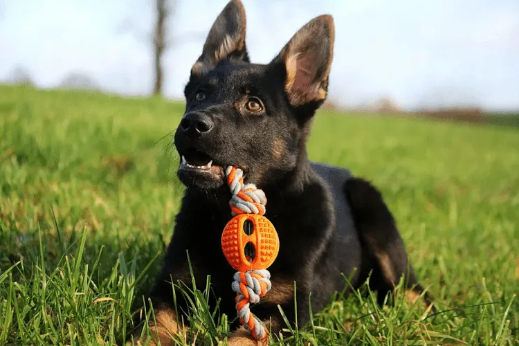 What Makes a Great Tug Toy?