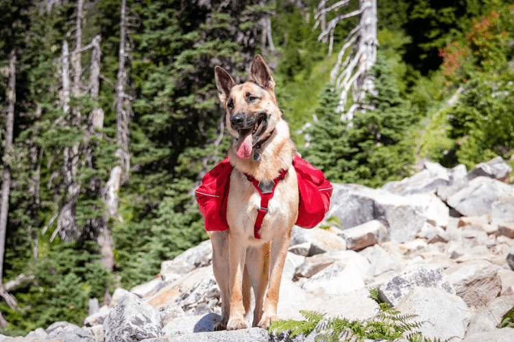 At What Age Should German Shepherd Start Hikes 