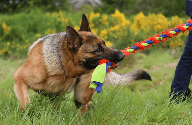 How Do You Play Tug With Dogs?