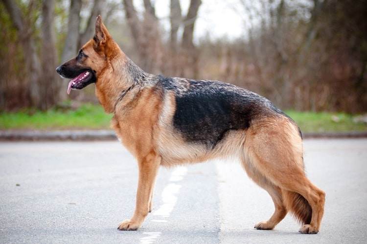 How Much Muscle Does the German Shepherd Have?