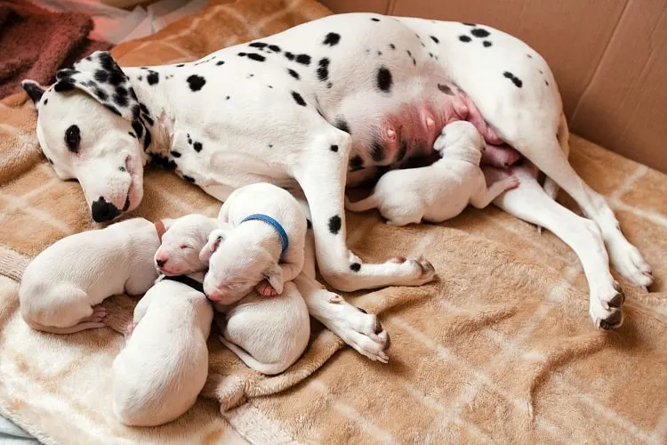 when should puppies stop drinking milk