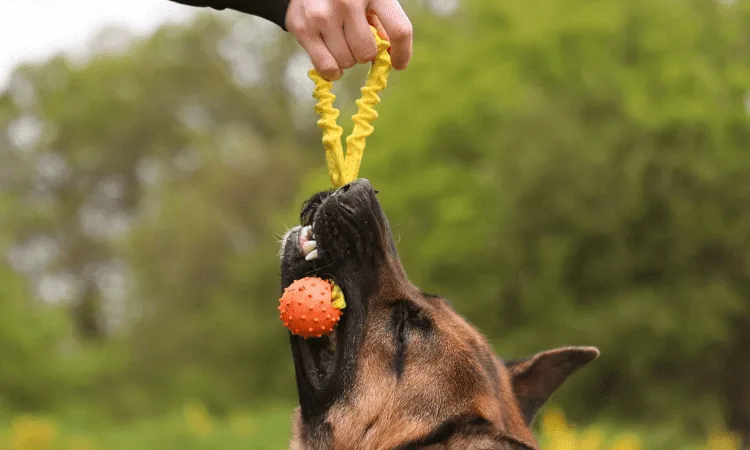 Are tugging toys good for dogs?