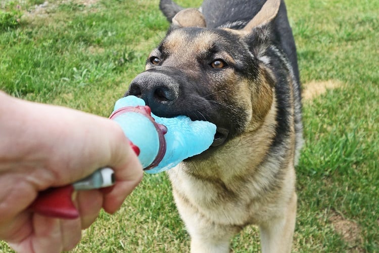 Do tug toys make dogs aggressive?