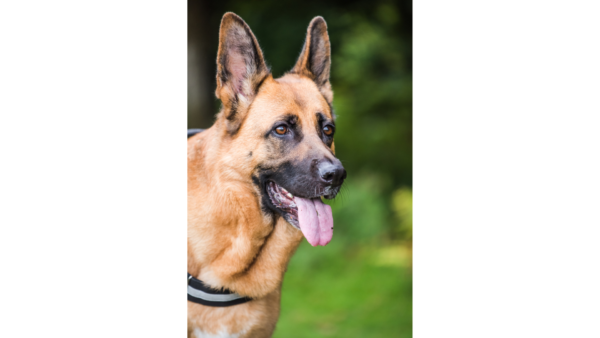 Best-Dog-Harness-For-German-Shepherd